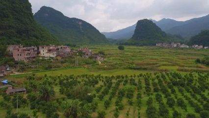 央视专题报道怀集特色农产品,隔着屏幕都想吃!