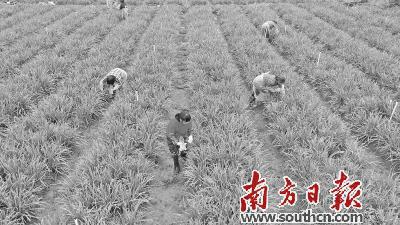 整合生产要素 对接消费市场
