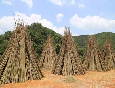 怀集茶秆竹:肇庆市怀集县坳仔镇特产,国家地理标志产品-茶秆竹