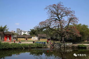 怀集梁村 英雄花开木棉村